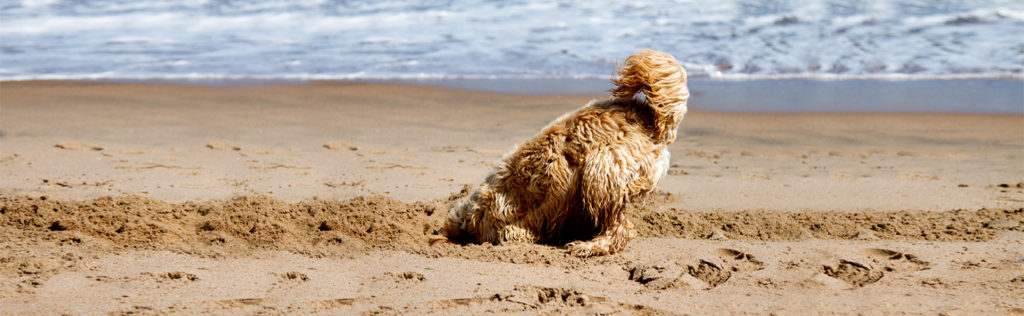 Dog digging in the sand